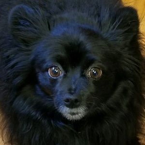 Meet your Posher, Bob